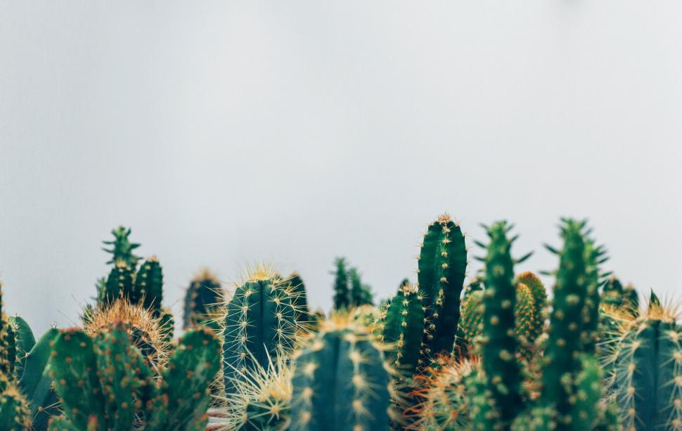 Free Image of Group of Cactus Plants in a Field 