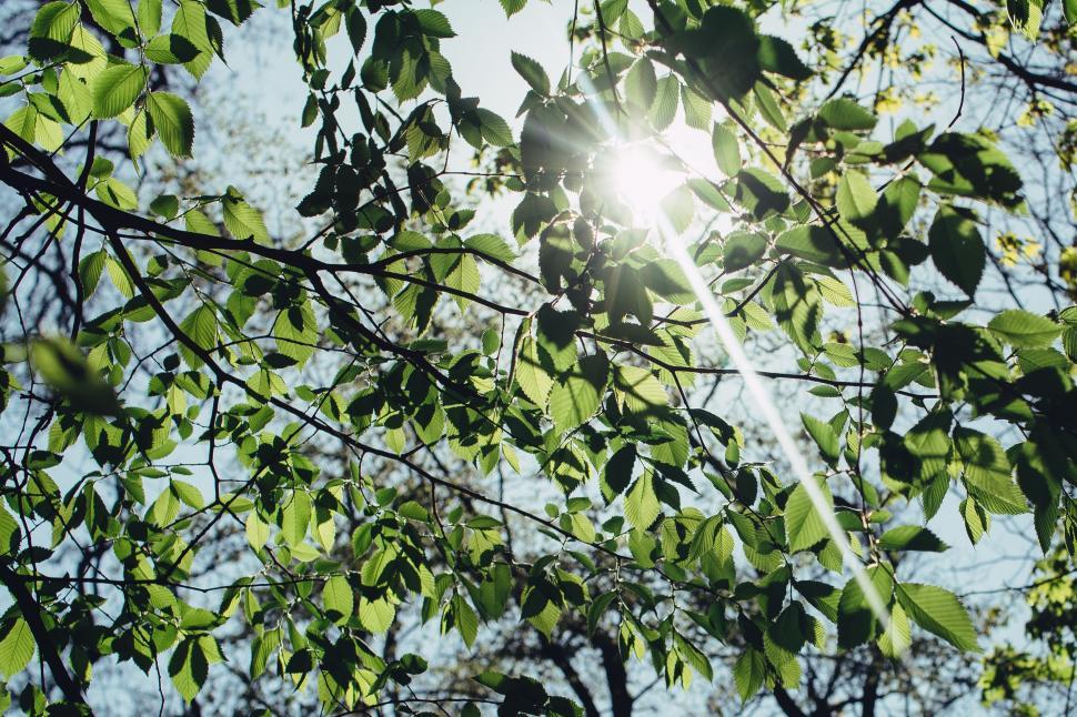 Free Image of Sunlight Filtering Through Tree Leaves 