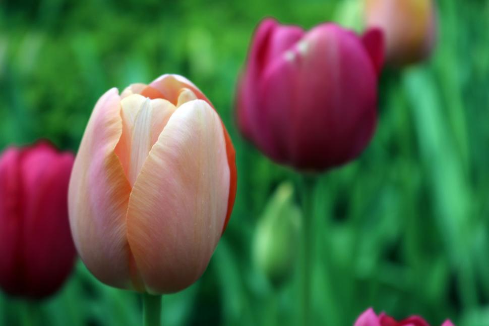 Free Image of Group of Pink and Red Tulips in a Field 