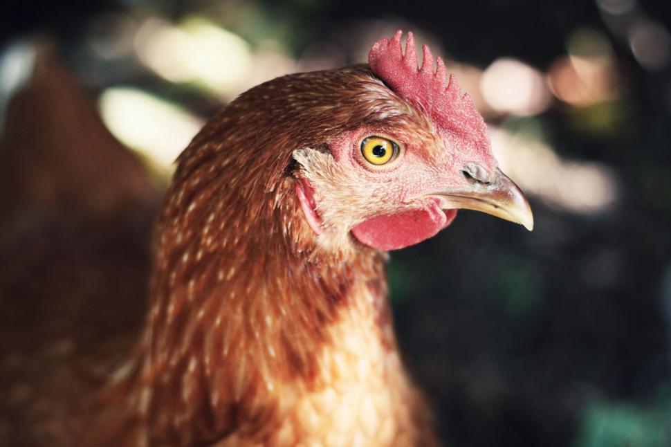 Free Image of Close Up of Chicken in Blurry Background 