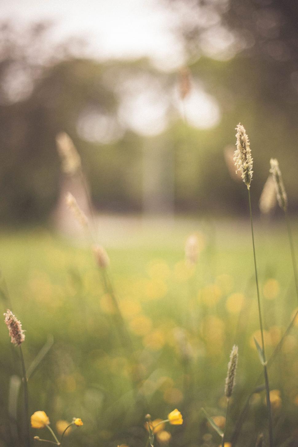 Free Image of Grassy Field With Yellow Flowers 