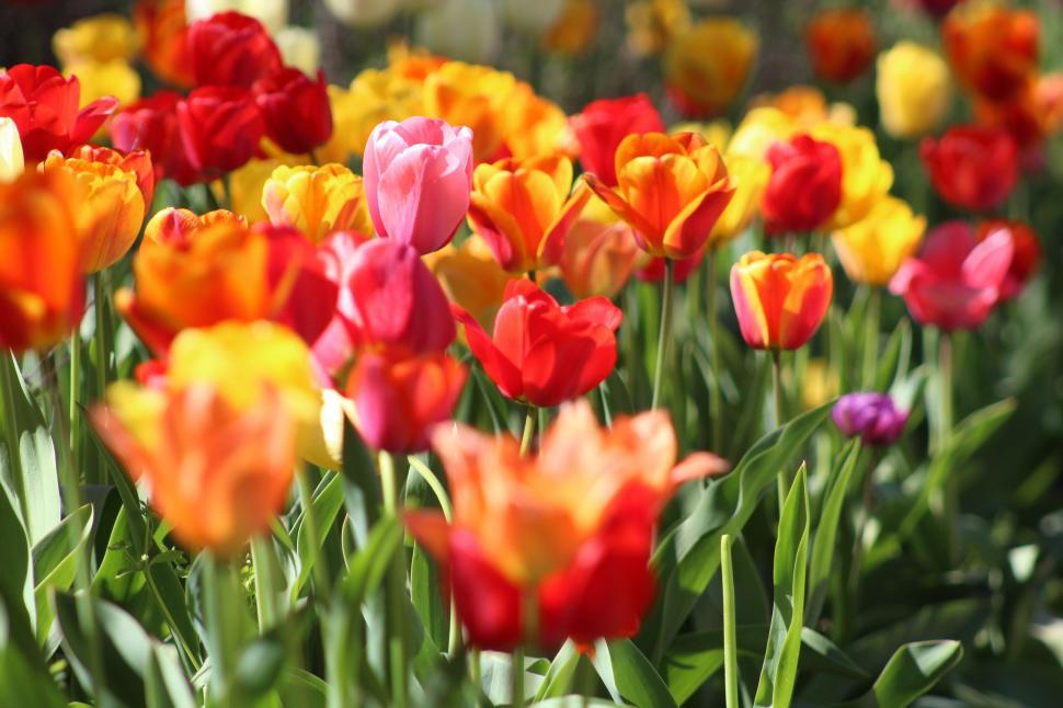 Free Image of Vibrant Field of Colorful Tulips in a Garden 