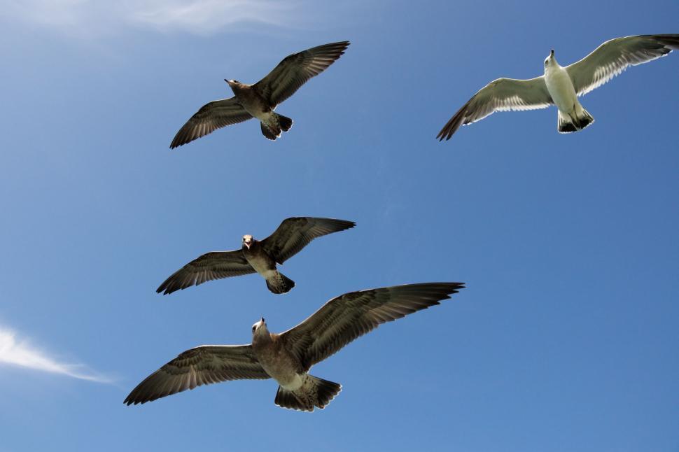 Free Image of A Flock of Birds Flying Through a Blue Sky 