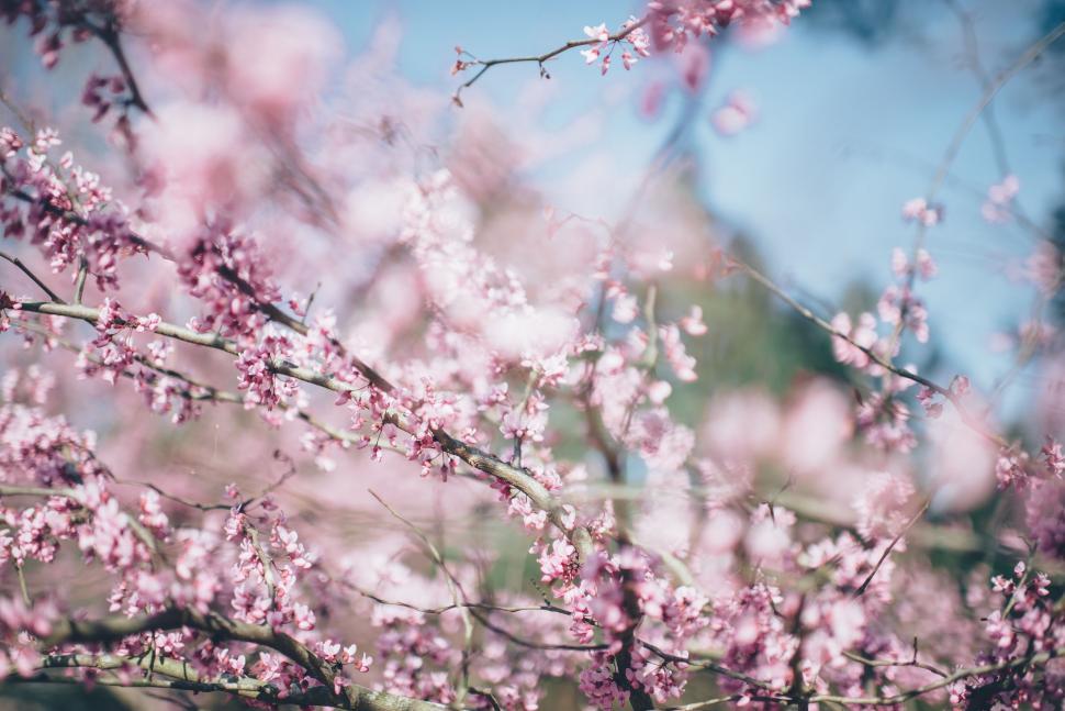 Free Image of Close Up of a Tree With Pink Flowers 