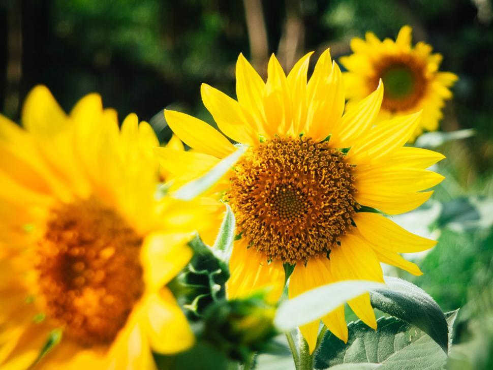 Free Image of Field of Sunflowers Under Sunlight 