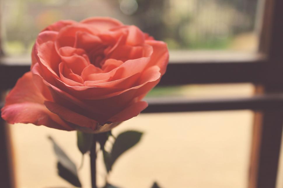 Free Image of Red Rose on Table 