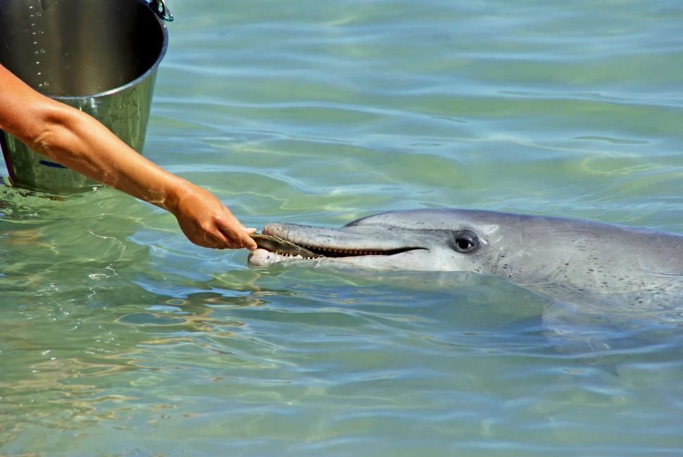 Free Image of Person Feeding Dolphin in Water 