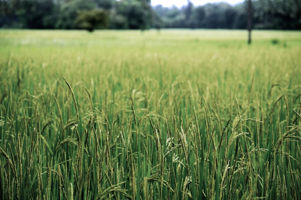 Free Image of Green Grass Field With Background Trees 