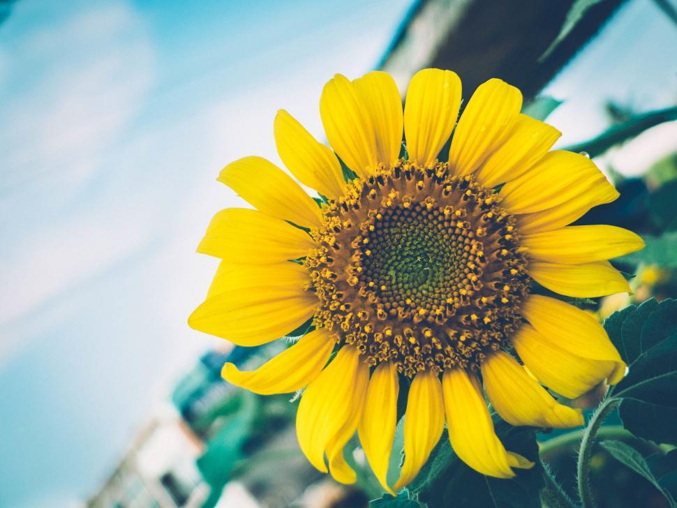 Free Image of Bright Sunflower Against Blue Sky 