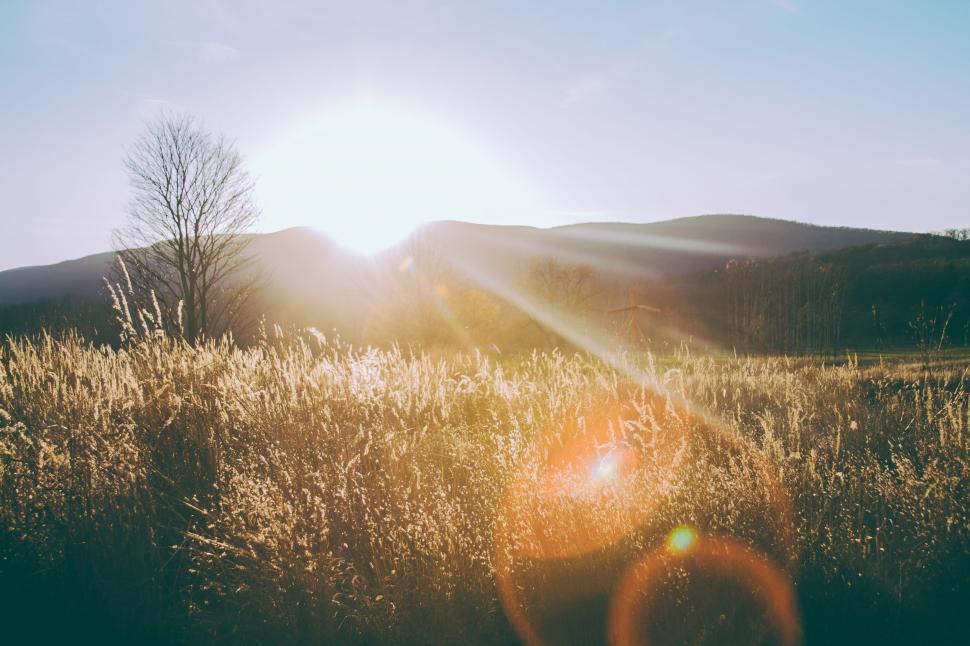 Free Image of The Sun Shines Brightly in a Field of Tall Grass 