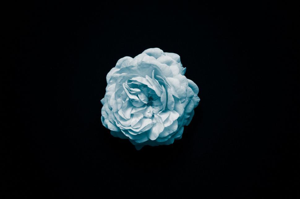 Free Image of Blue Flower on Black Background 