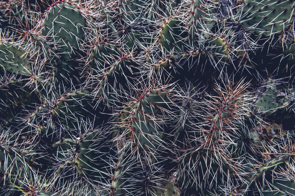 Free Image of Close Up View of a Cactus Plant 