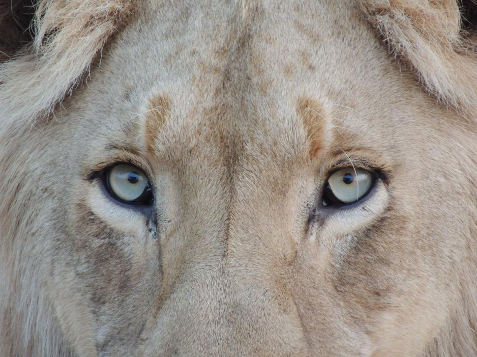 Free Image of Close Up of a White Lion With Blue Eyes 