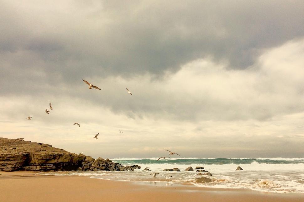 Free Image of A Flock of Birds Flying Over a Sandy Beach 
