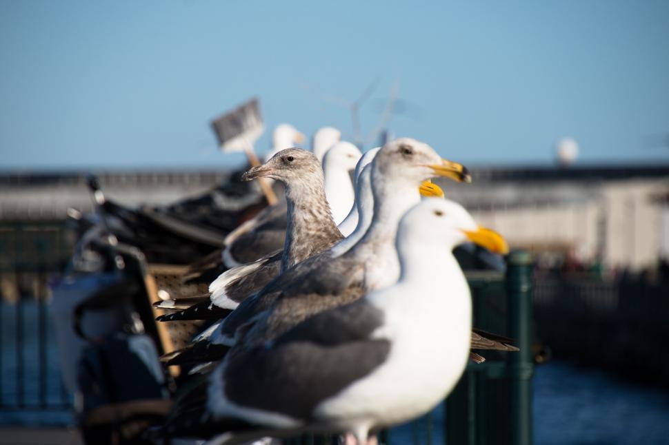 Free Image of Group of Seagulls Sitting on Top of Metal Fence 