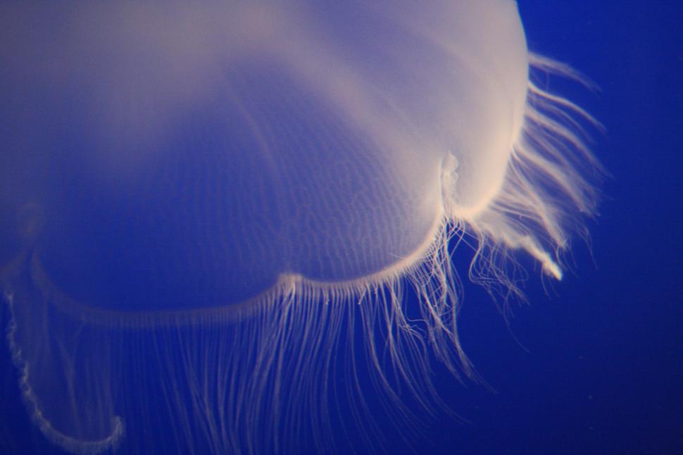 Free Image of Close Up of a Jellyfish Underwater 