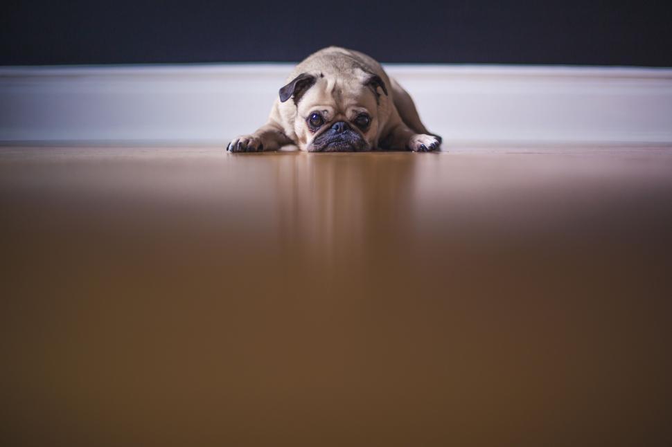 Free Image of Pug Dog Laying on Floor Looking at Camera 
