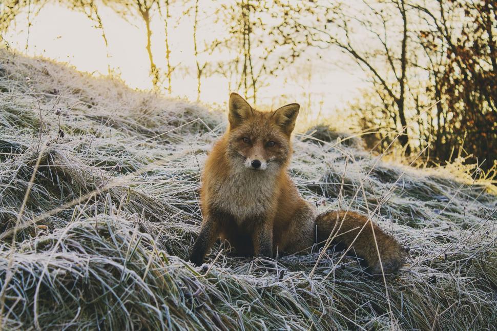 Free Image of Fox Sitting on Grass-Covered Hillside 