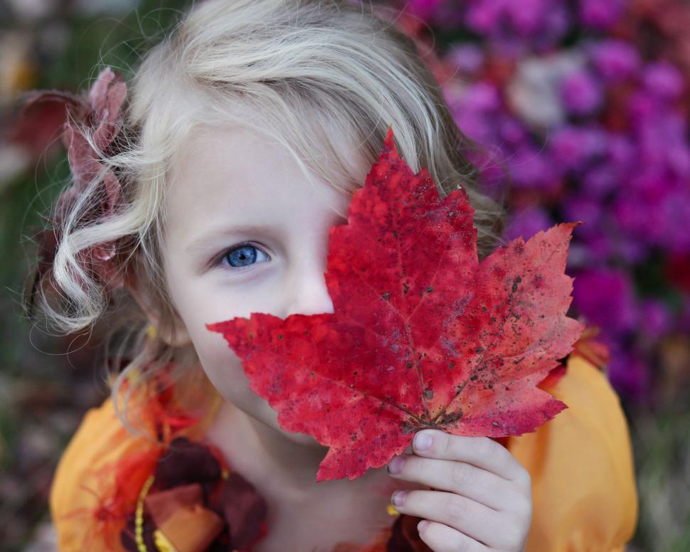 Free Image of Little Girl Holding Red Leaf in Front of Face 