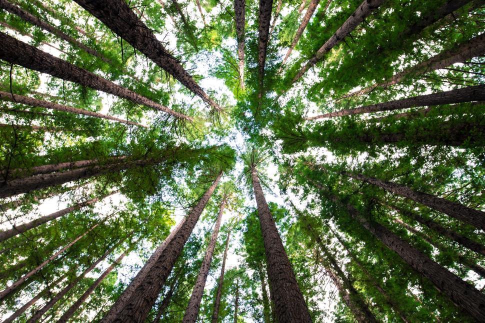 Free Image of Looking Up at the Tops of Tall Trees in a Forest 