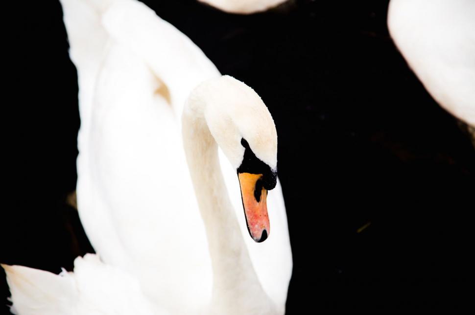 Free Image of Close Up of a White Swan on a Black Background 