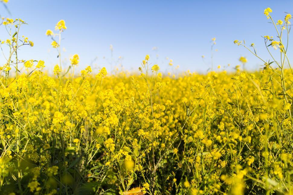 Free Image of Field Full of Yellow Flowers Under a Blue Sky 
