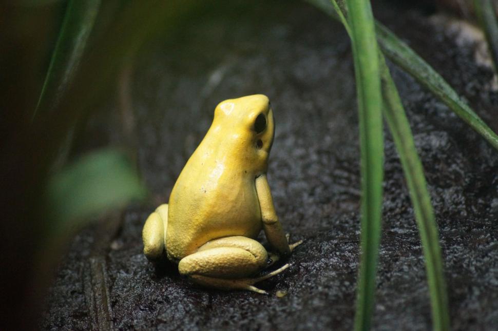 Free Image of Yellow Frog Sitting on Top of a Rock 