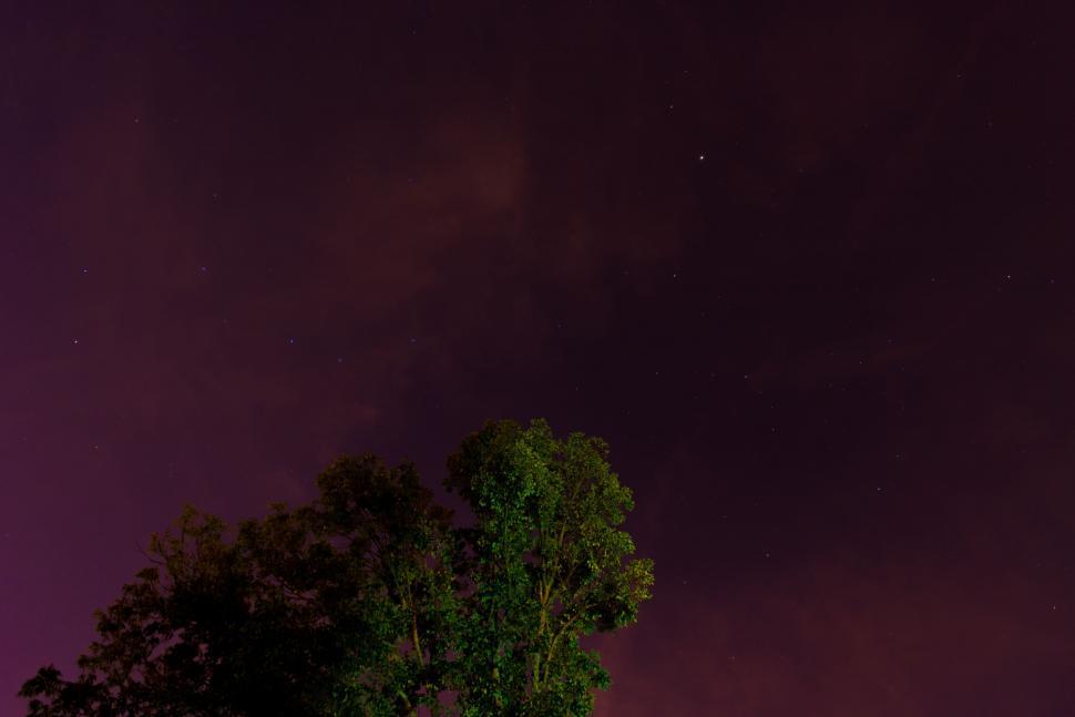 Free Image of Tree Silhouette Against Purple Sky 