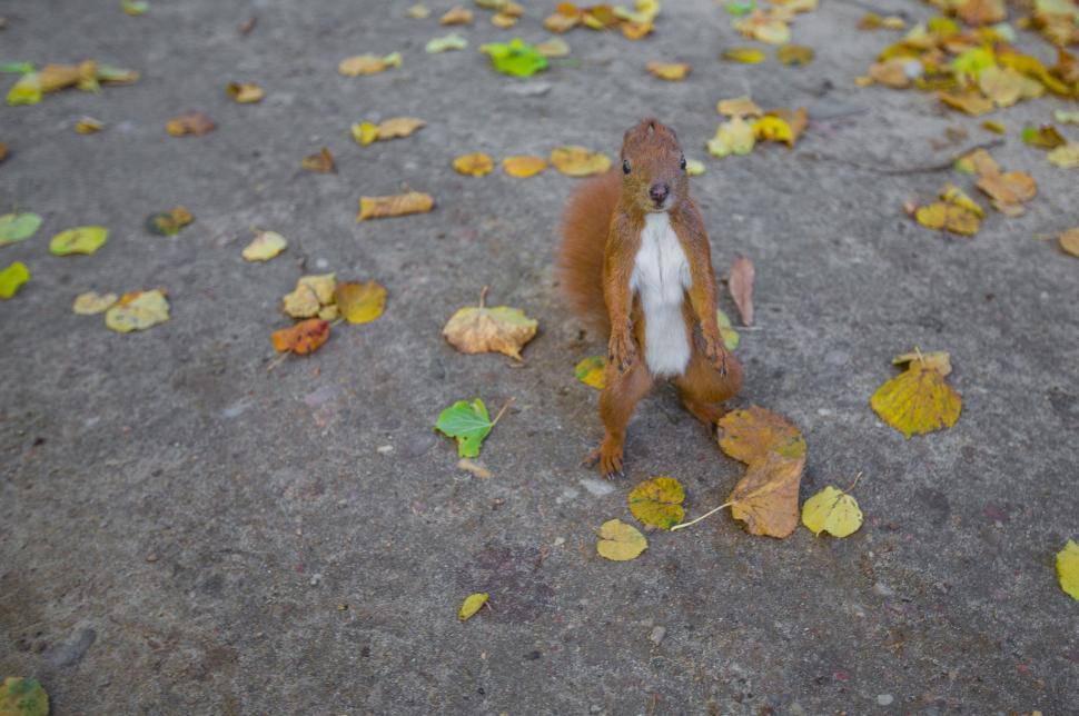 Free Image of Small Squirrel Standing on Cement Ground 