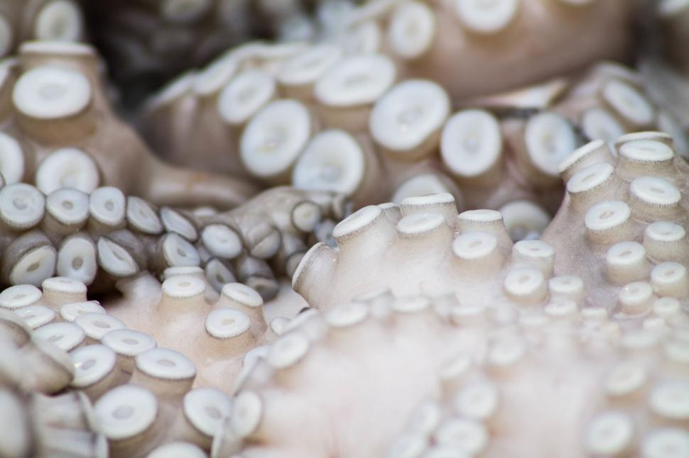 Free Image of Close Up of a Group of Octopuses 