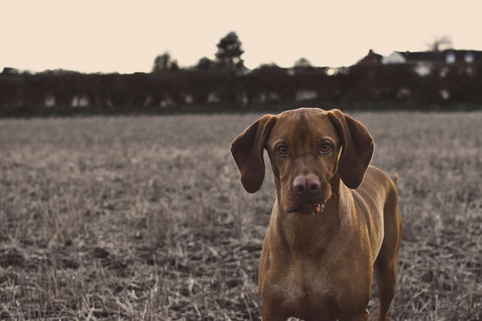 Free Image of Brown Dog Standing on Grass Field 