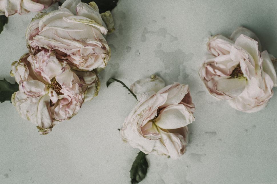 Free Image of Bunch of Flowers Sitting in Snow 