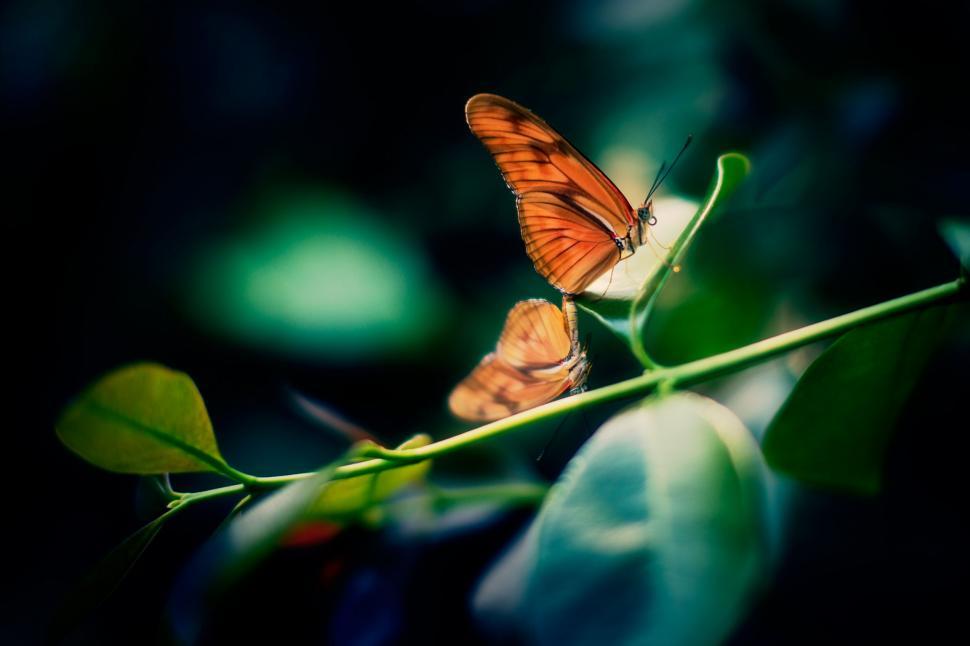 Free Image of Two Butterflies Perched on Green Leaf 