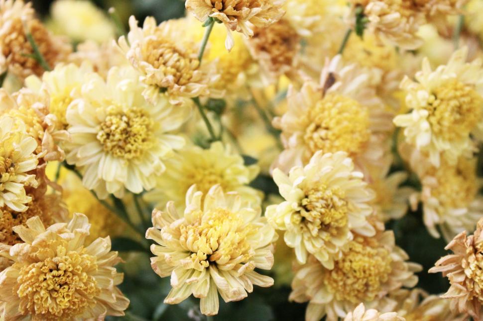 Free Image of Cluster of Yellow and Brown Flowers 