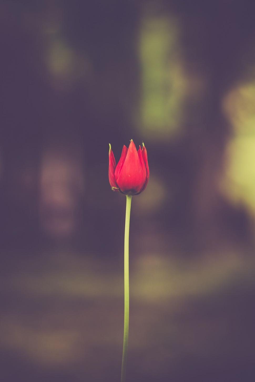 Free Image of A Single Red Flower on a Table 