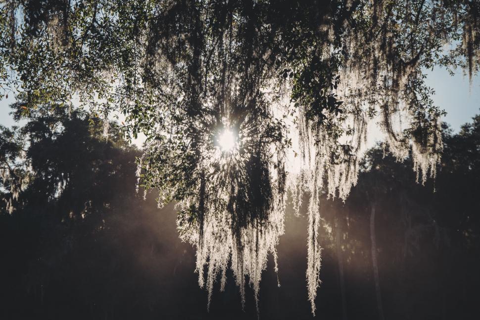 Free Image of Sun Shines Through Tree Branches 