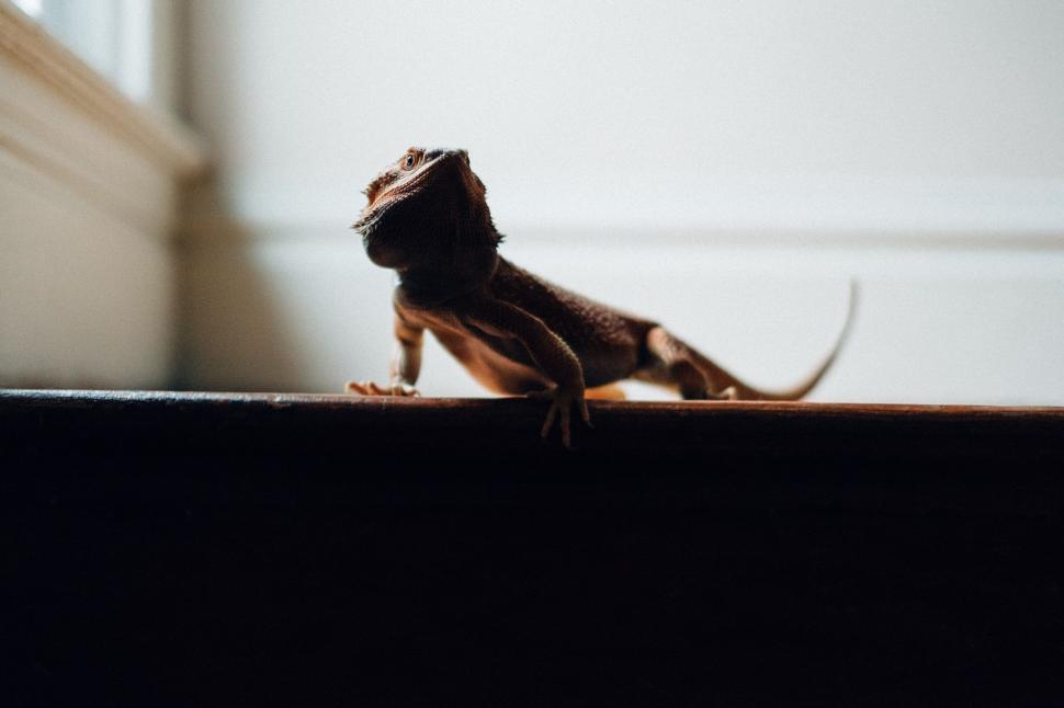 Free Image of Small Lizard Resting on Wooden Floor 