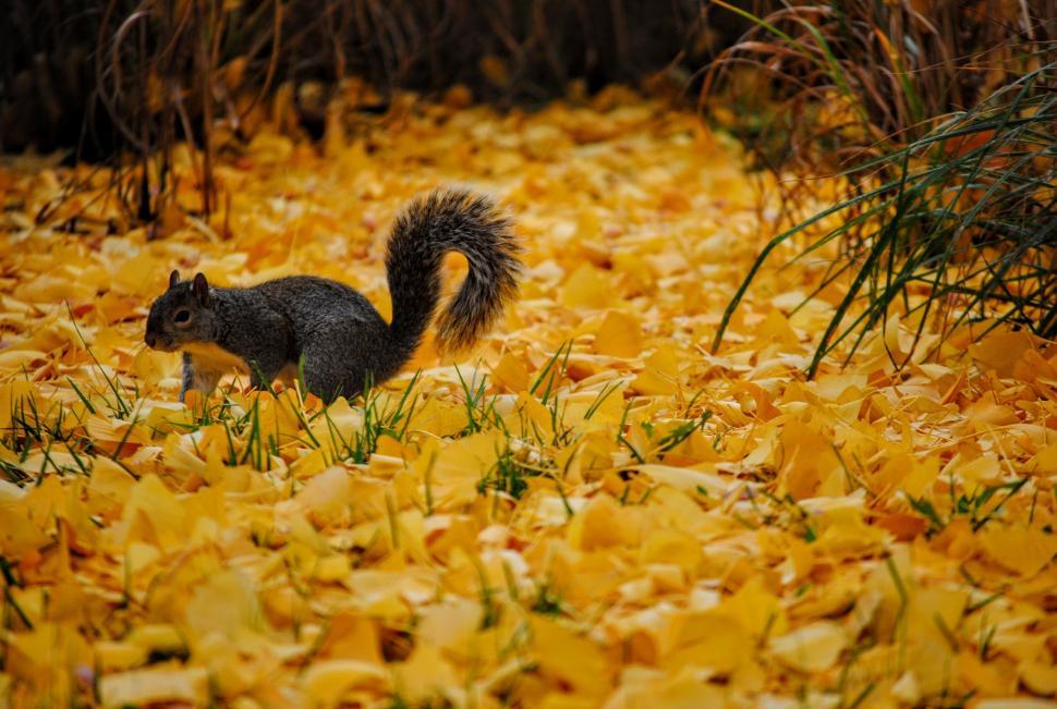 Free Image of Squirrel Standing in Field of Yellow Leaves 