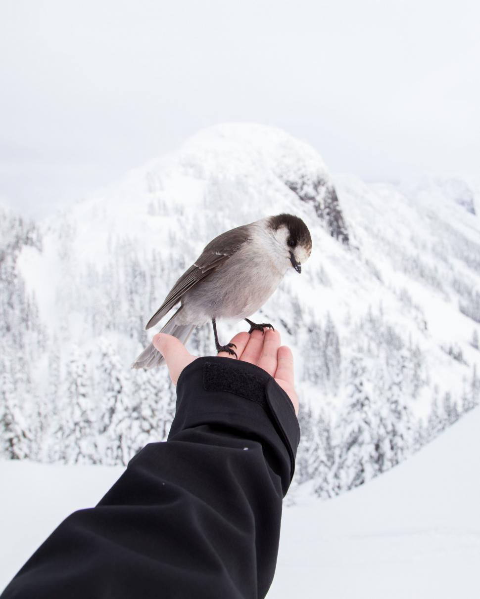 Free Image of Person Holding Bird in Hand 
