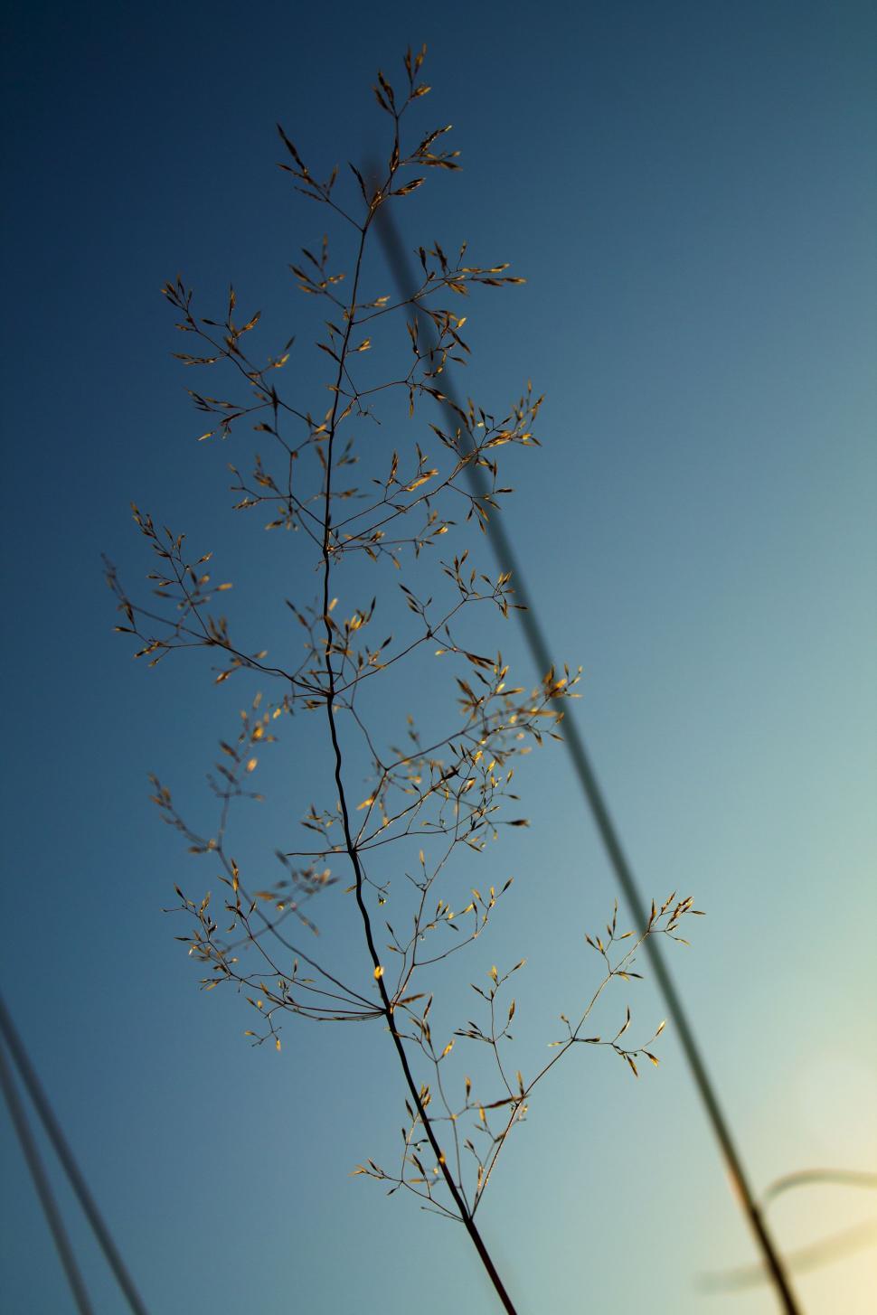 Free Image of Close-Up of Plant Against Blue Sky 