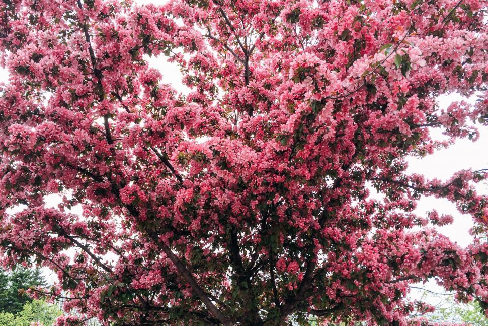 Free Image of Blooming Pink Flower Tree in Park 