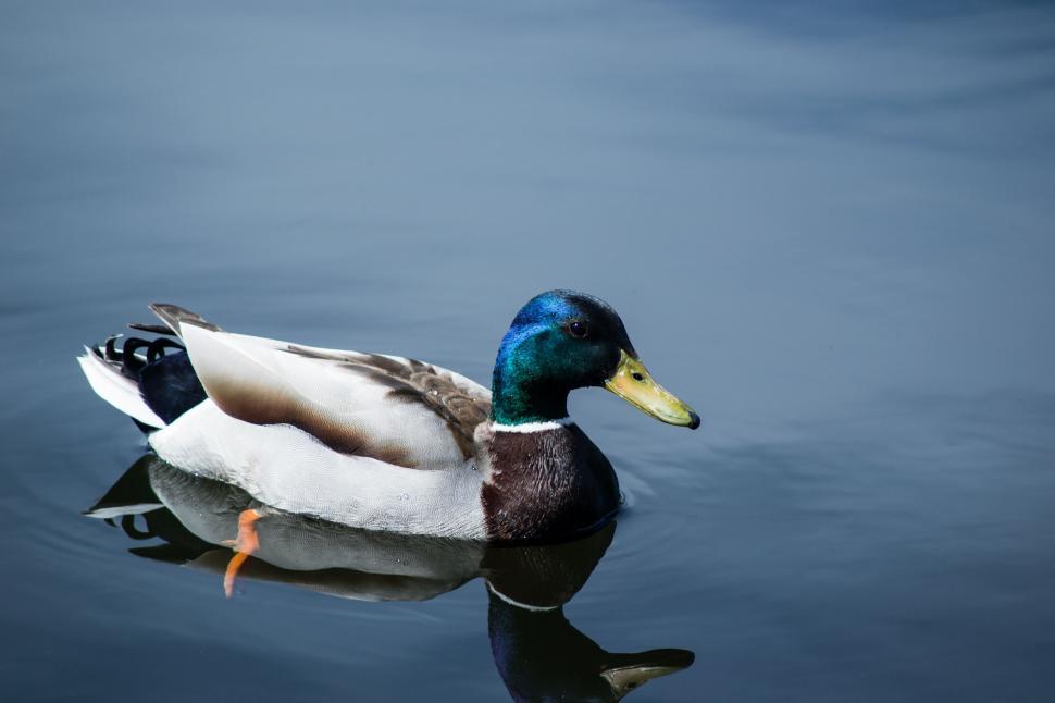 Free Image of Duck Floating on Top of Body of Water 