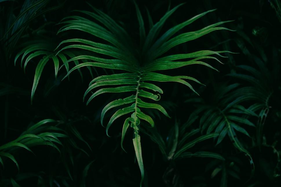 Free Image of Green Leafy Plant Among Dark Forest 