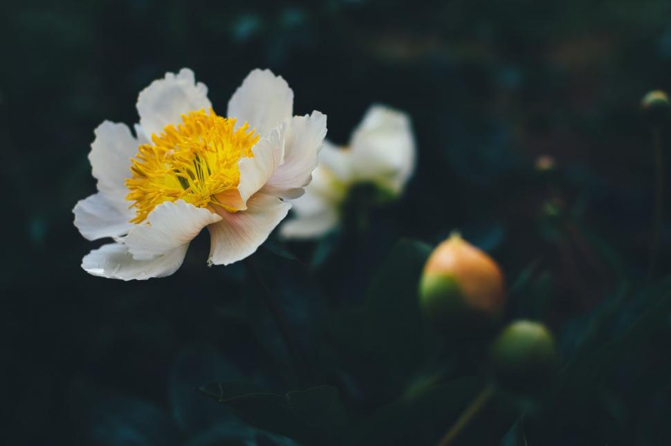 Free Image of White and Yellow Flower With Yellow Center 