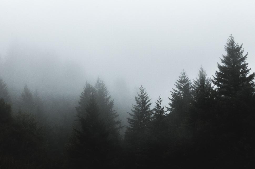 Free Image of Misty Forest in Black and White 