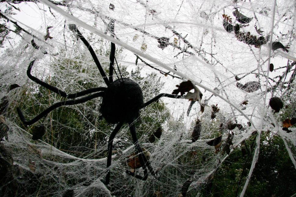 Free Image of halloween scary frightening spooky decoration haunted web spider scare wet 