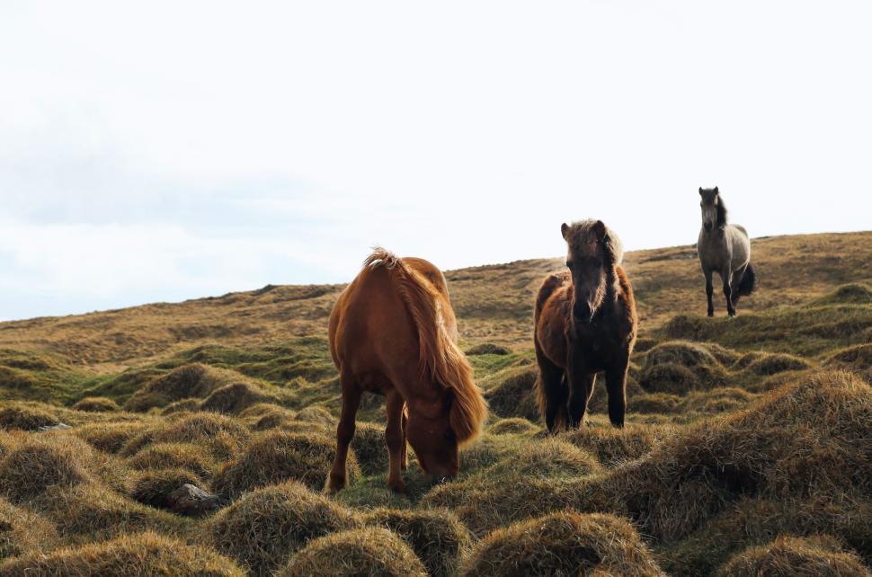 Free Image of Group of Horses Standing on Dry Grass Field 
