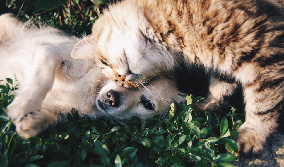 Free Image of Cat and Dog Playing Together in Grass 