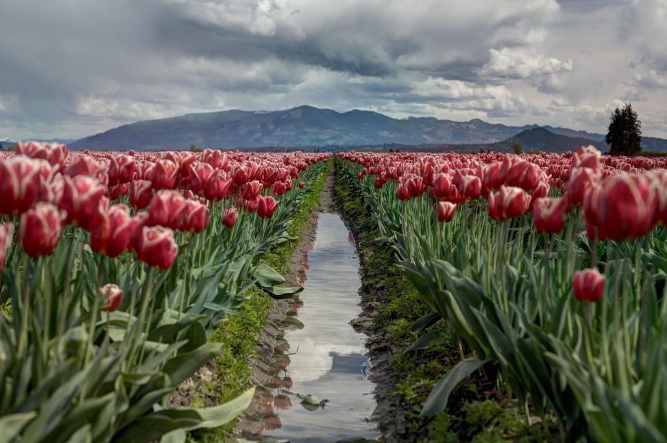 Free Image of Field of Red Tulips Under Cloudy Sky 