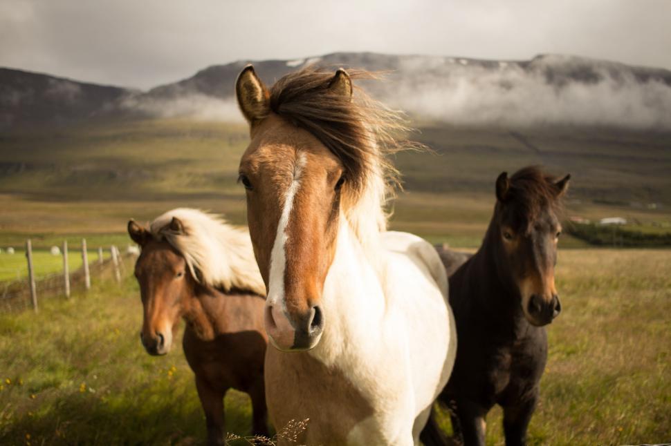 Free Image of Three Horses Running in a Field With Mountains in the Background 